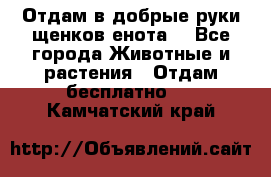 Отдам в добрые руки щенков енота. - Все города Животные и растения » Отдам бесплатно   . Камчатский край